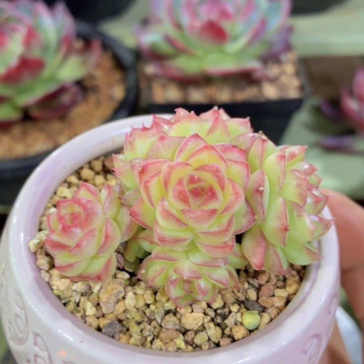 多肉女王一物一拍