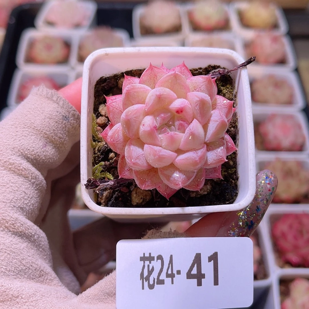 花利美24-41白桃汽水