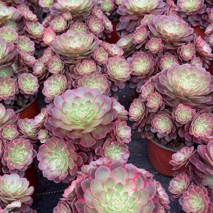 莲花座群生啊啊啊