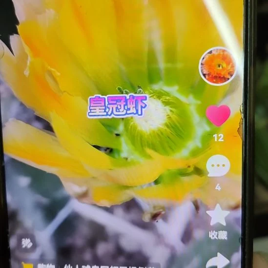 仙人球皇冠虾侧芽