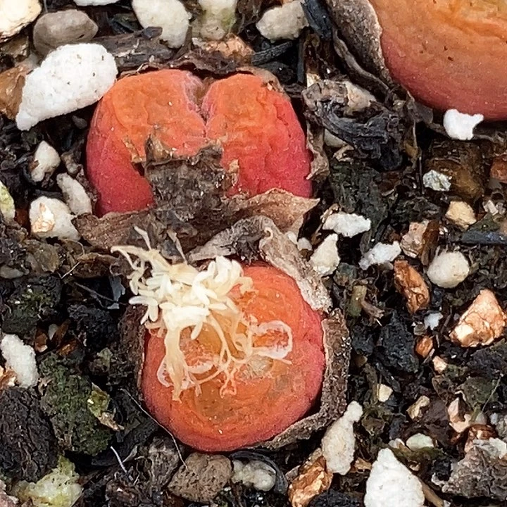 桃喜花园0211-58毛