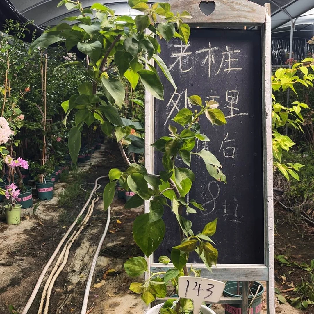 完全开放三角梅三角梅143