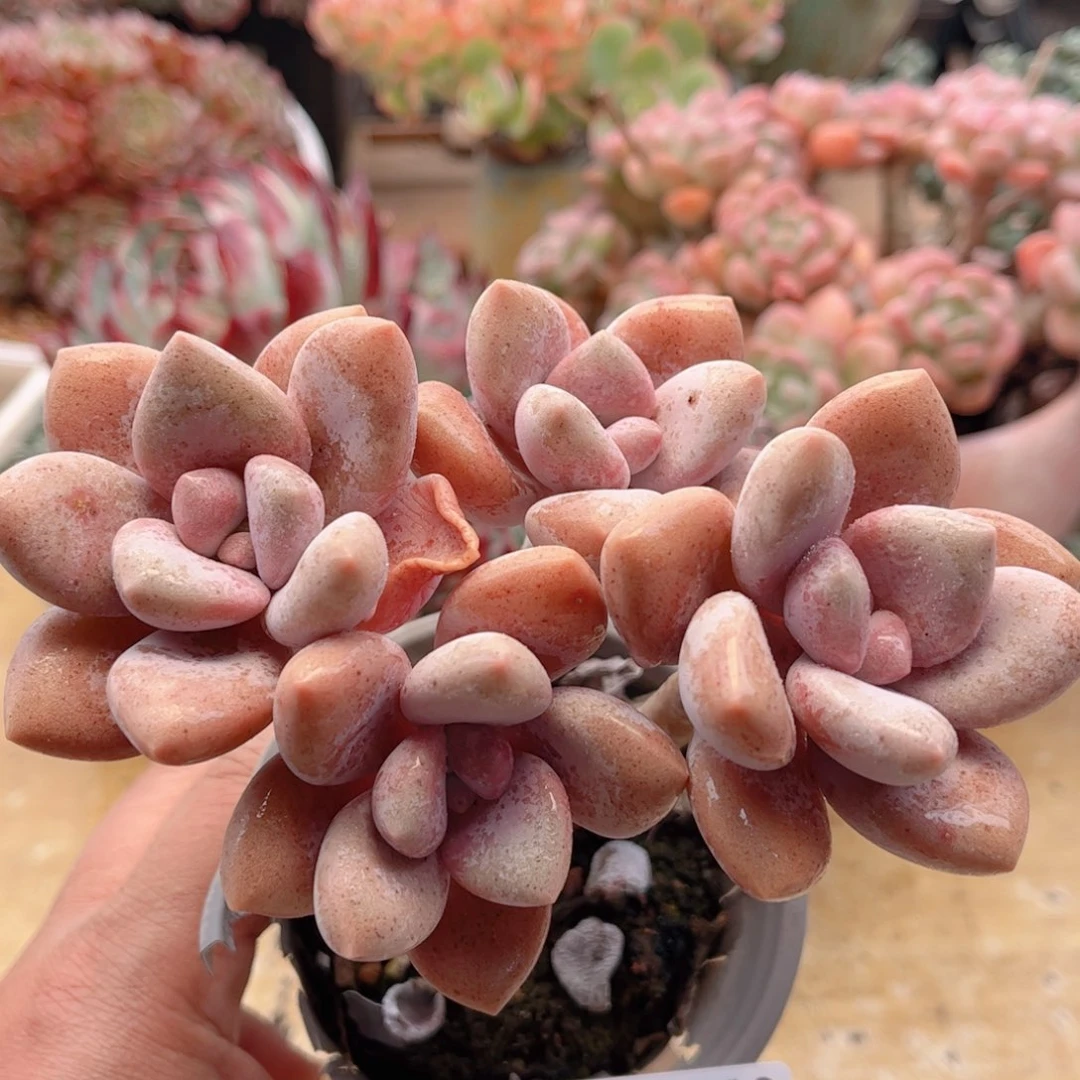 429桃霜德华多肉