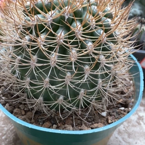 密保仙人球150米仙人球