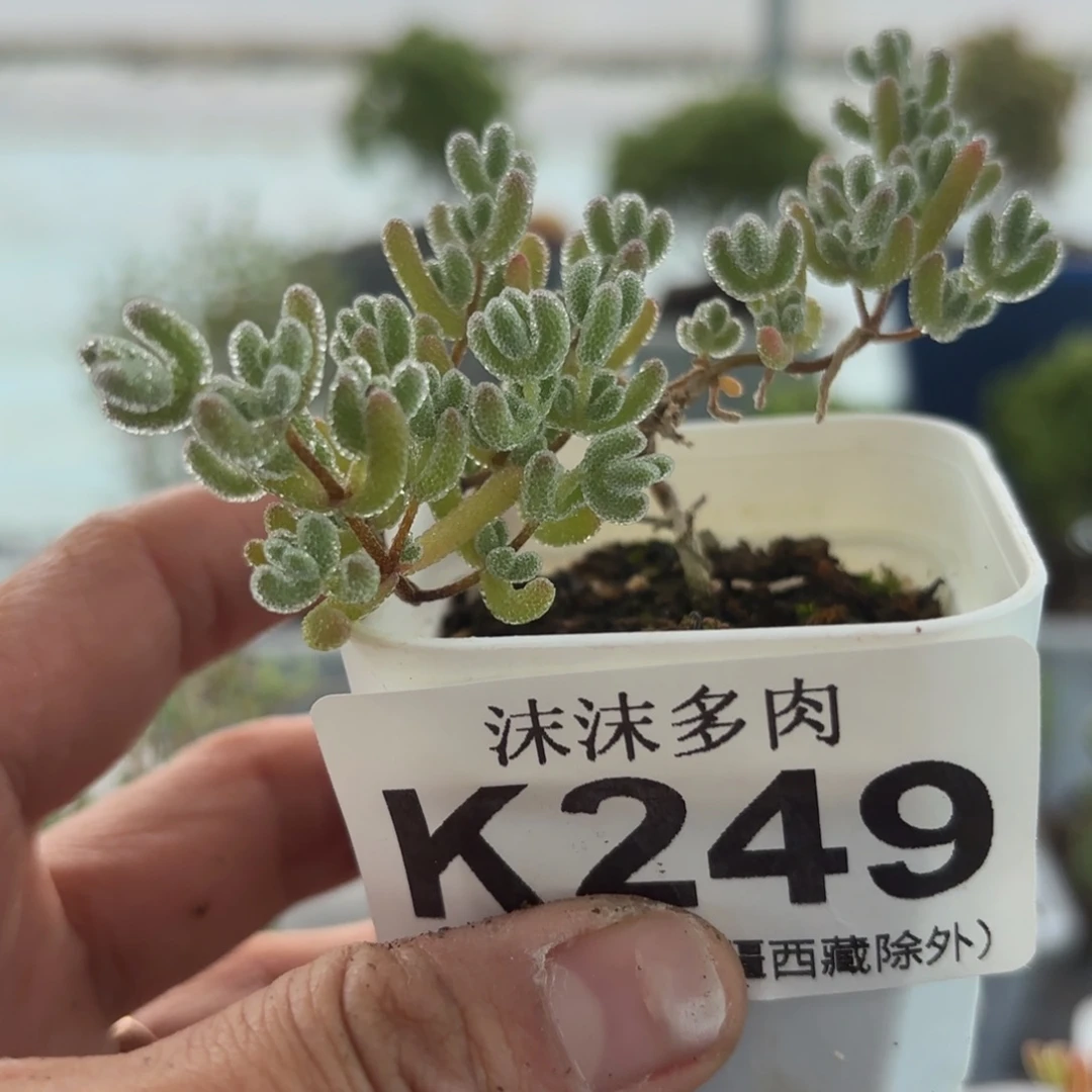 249冰晶枝干福利炸
