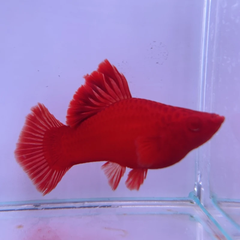 高鳍红箭红剑鱼精品热门孔雀鱼热带鱼观赏缎带大c绣球「超萌好物」