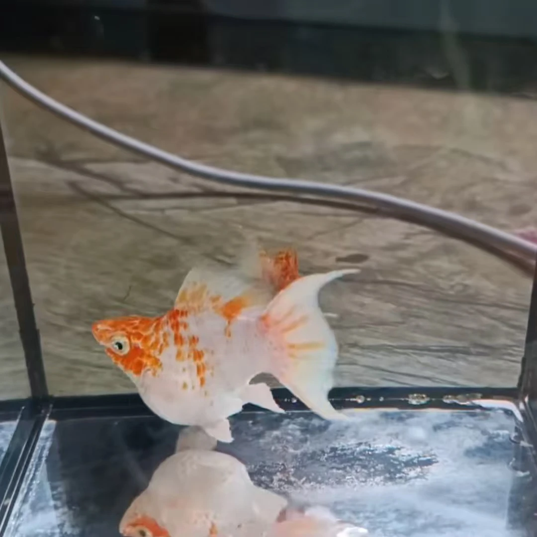 橙头樱花玛丽球