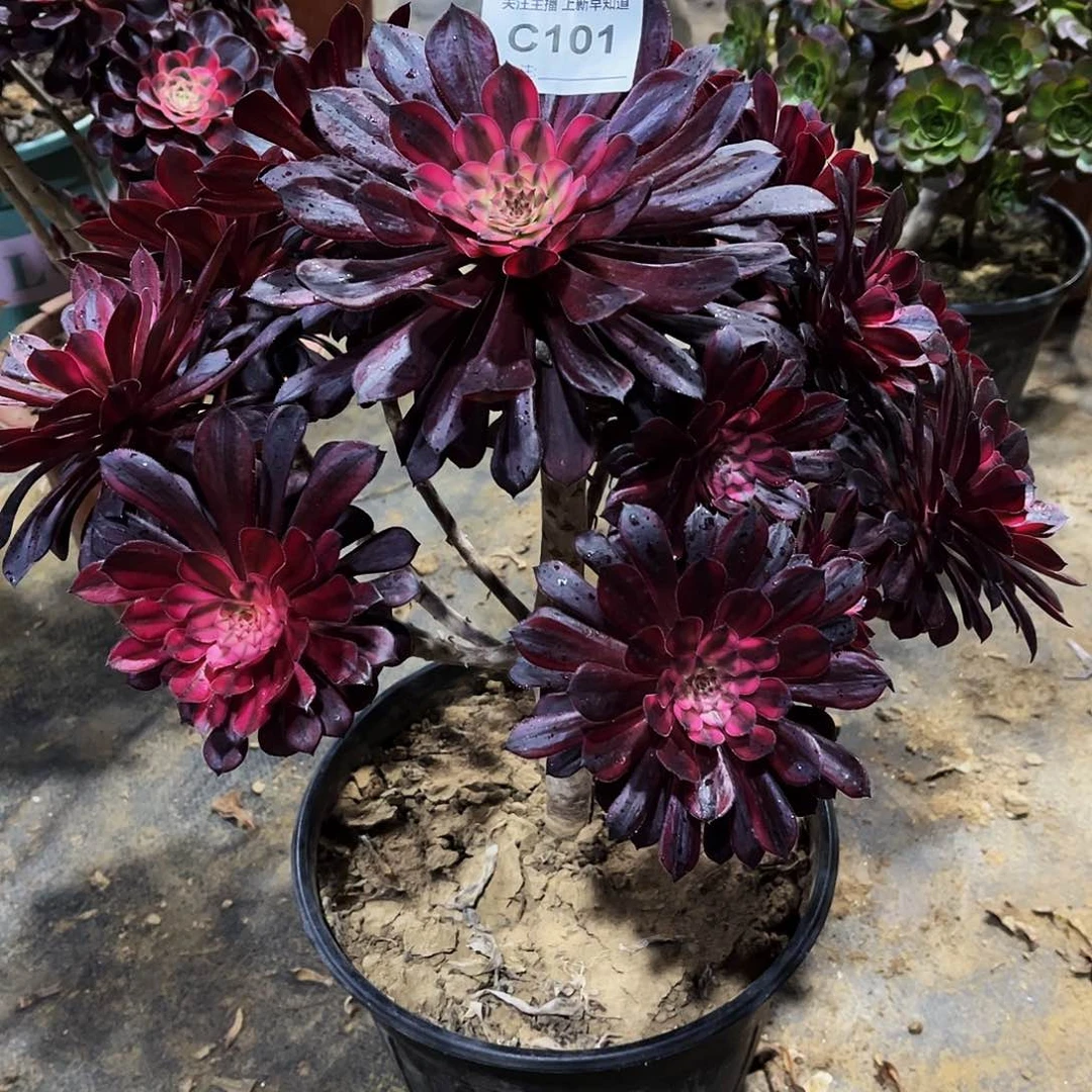 雨*多肉101黑天鹅法师