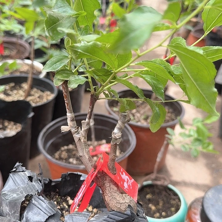当前无花朵，栽培后可花朵芽变辣椒