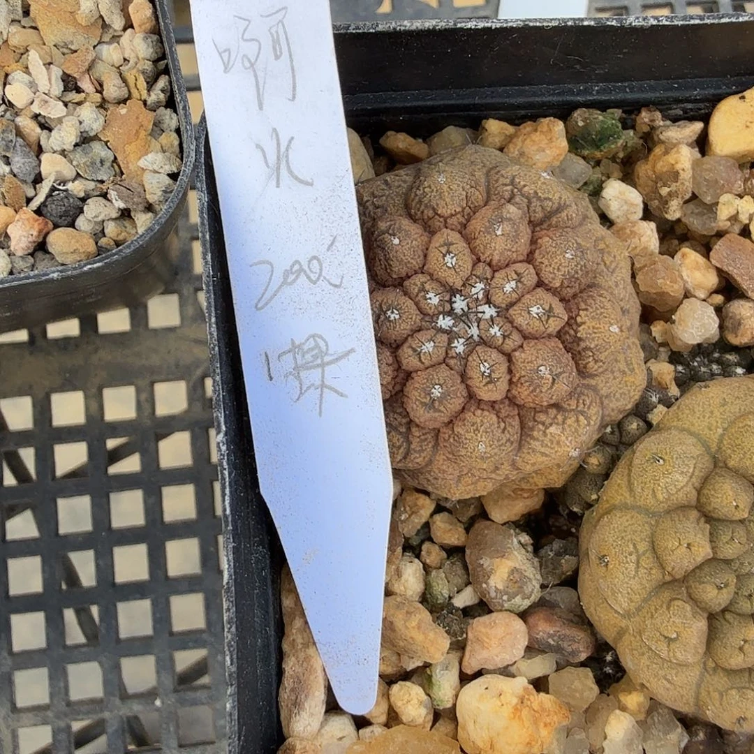 啊***火蜥蜴皮1颗花花花花