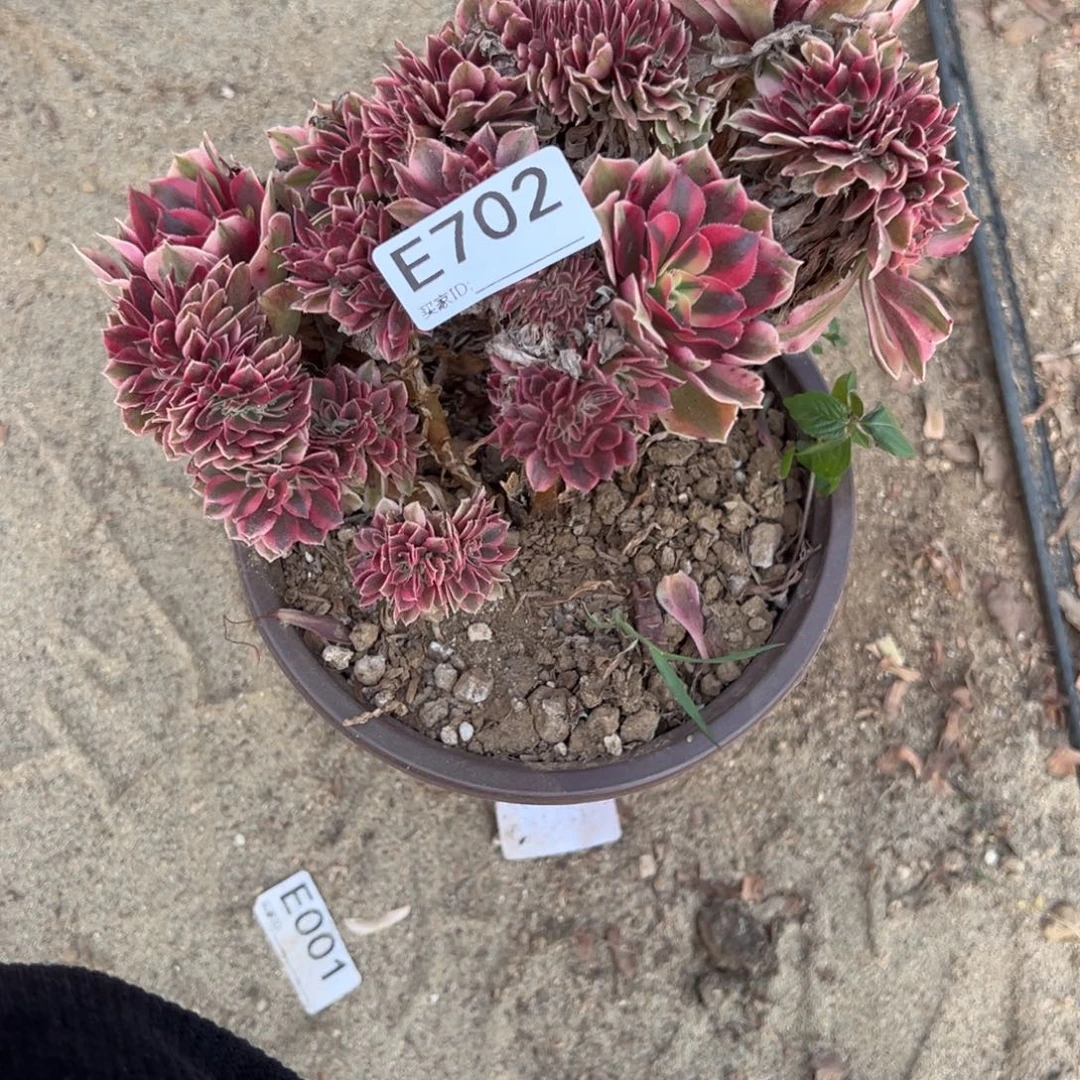 702粉女巫缀化多肉植物