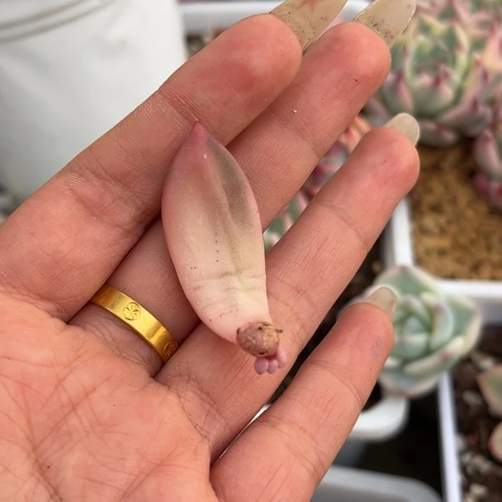 多肉锦一颗价格叶片