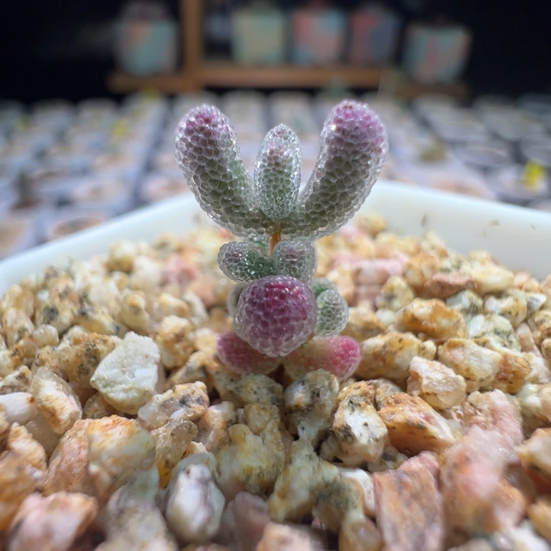 巨厚巨闪，尺寸很小，331实生粉冰晶，拍下不退不换