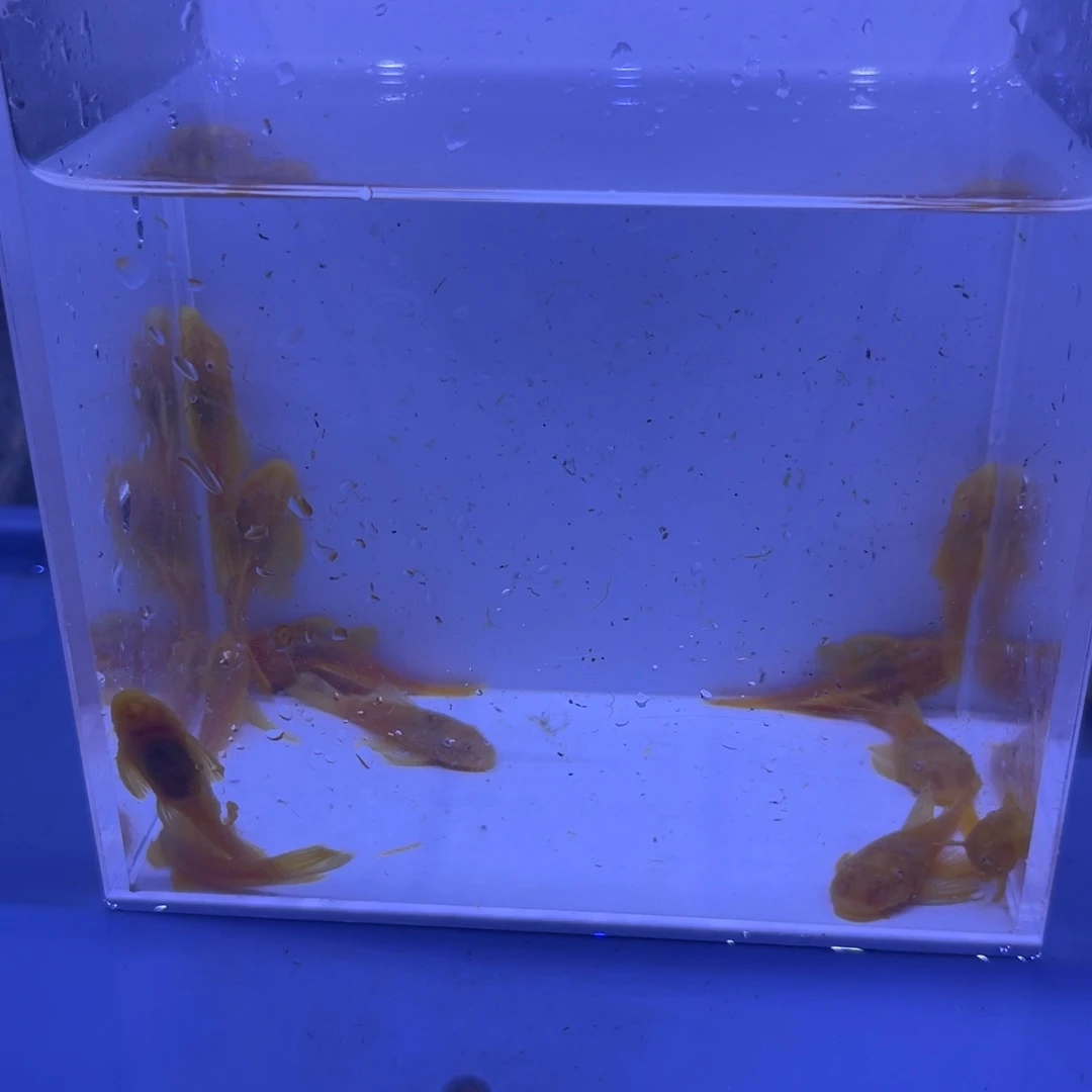 孔雀鱼大胡子12条开箱视频报损