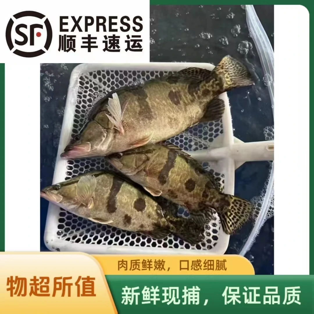 东北野生鳌花鱼（顺丰包邮）