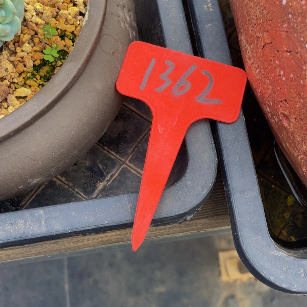 那***事1362上午多肉植物