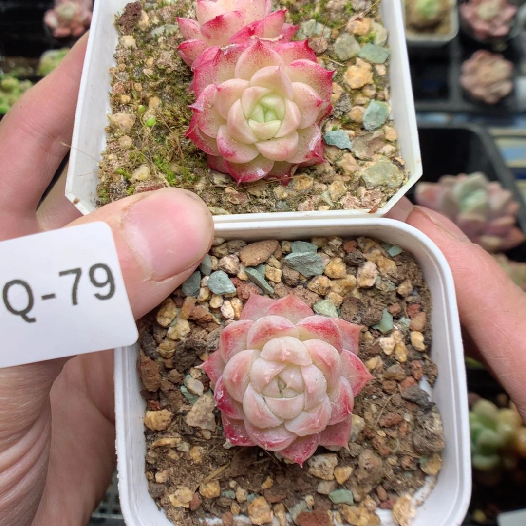 Q79y y y y y y y y y y