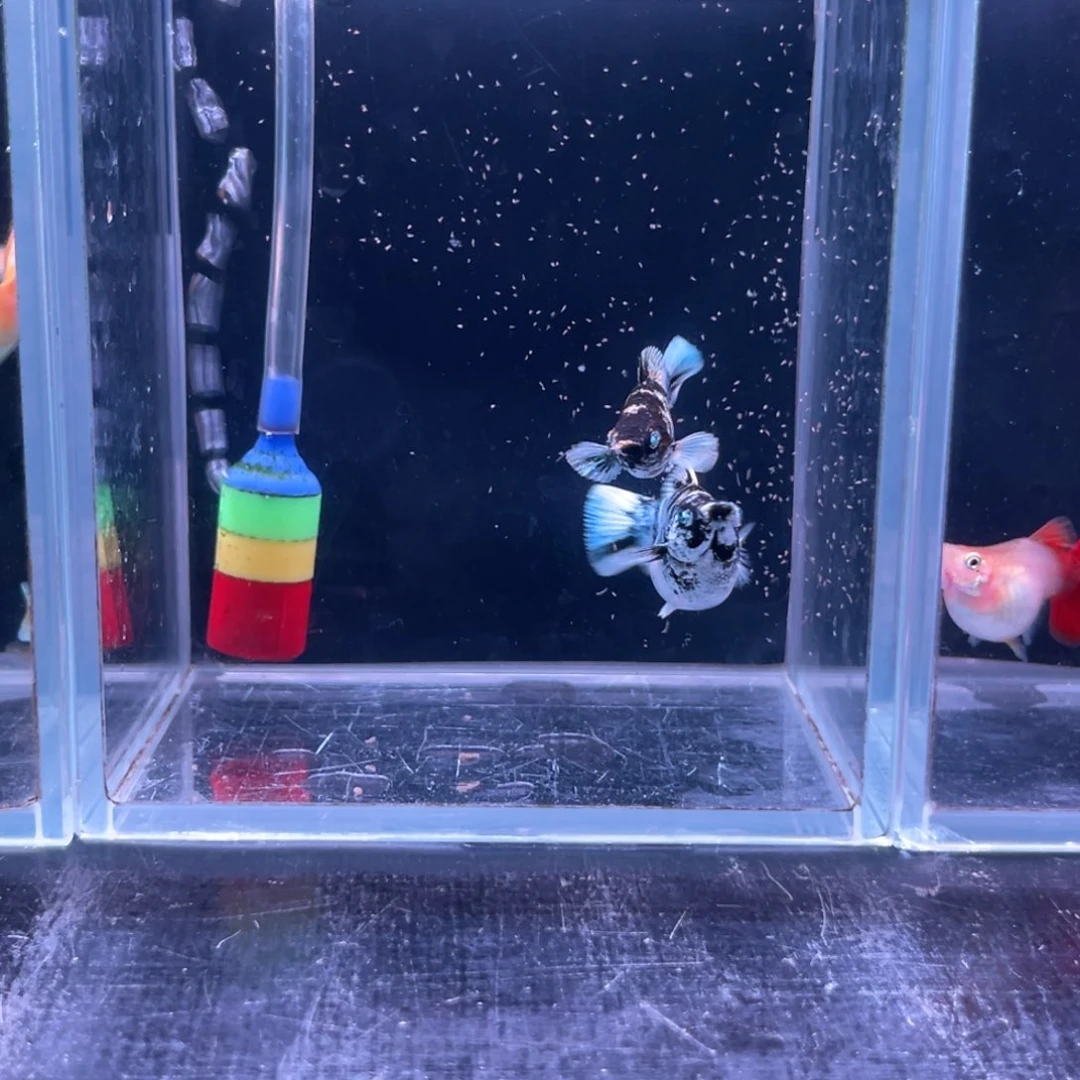 孔雀鱼8号玛丽1对
