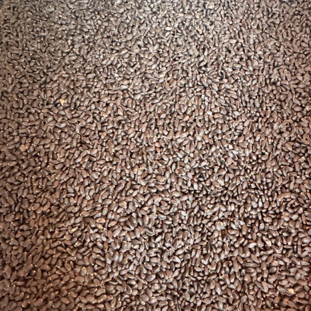 中缅农品   兰香子