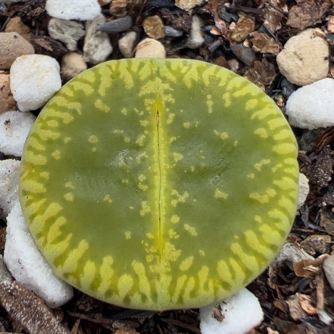 154多肉植物百科绿光阳