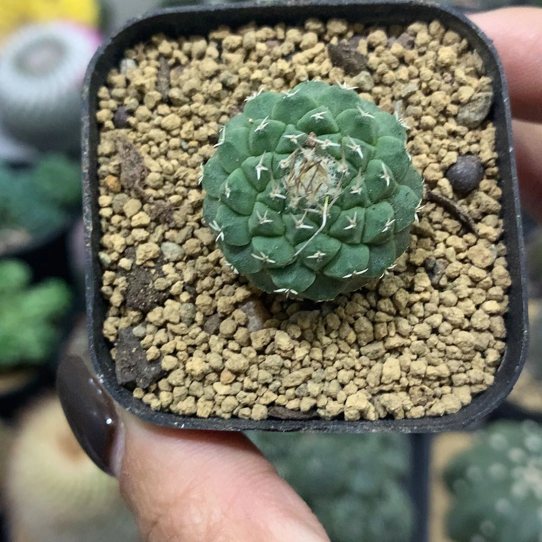 福利实生根菊水仙人球