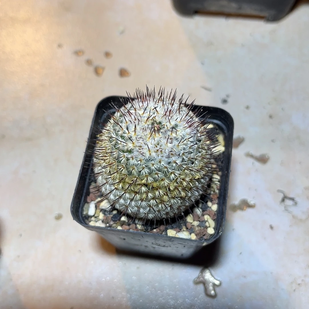 直刺佩雷一物一拍