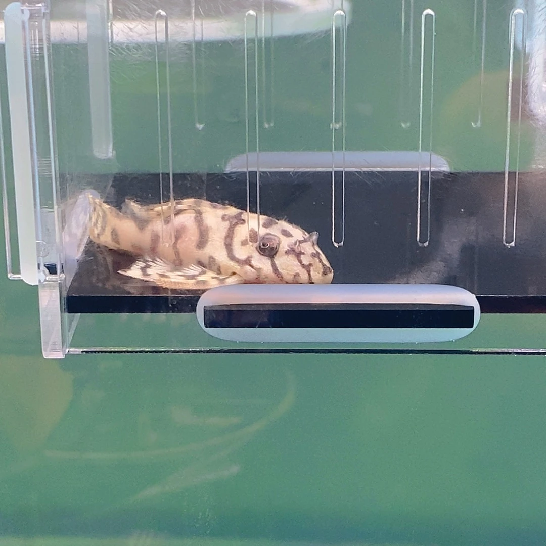 清道夫鱼236异型18号