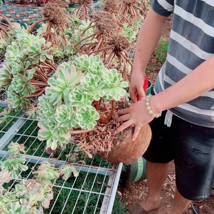 大颗白凤多肉法师