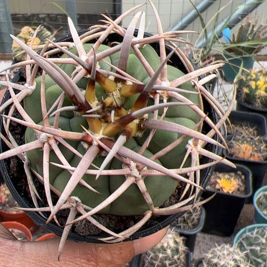 【闪购商品】实生仙人球