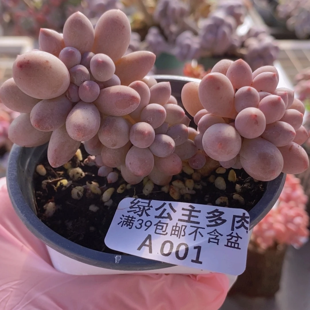 手指奶7cm001多肉植物
