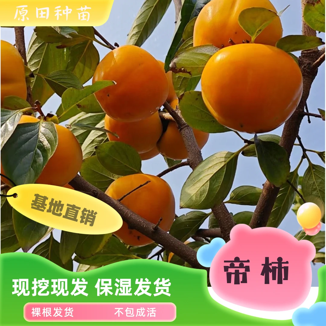 帝柿脆甜柿裸根苗（不包成活）