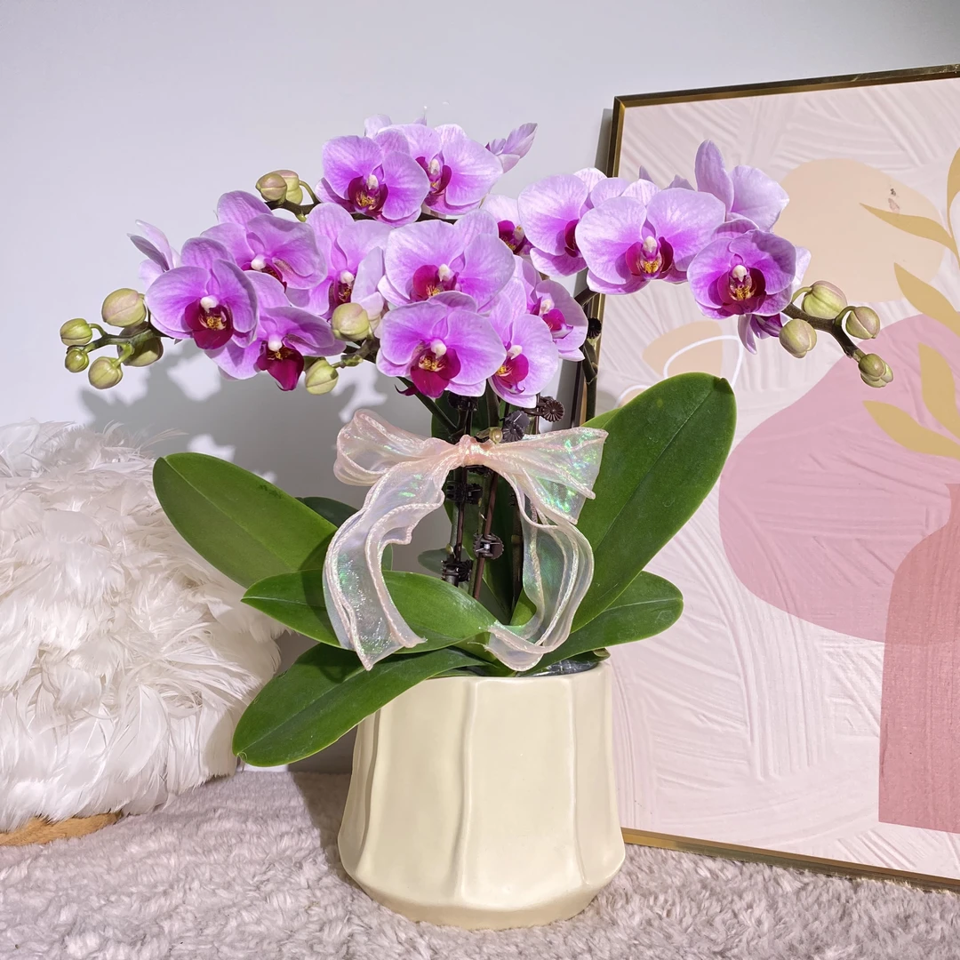 秘密花园  宝贝 粉色系蝴蝶兰 客厅美观带花带花苞 真花