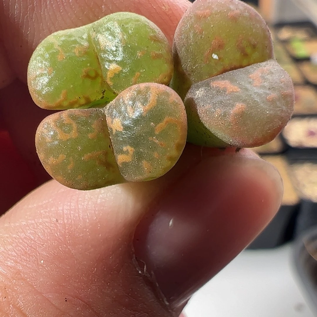 0000422 一物一拍……