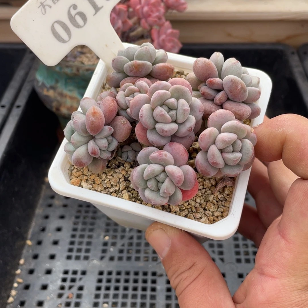 0613木糖醇不带盆9厘米