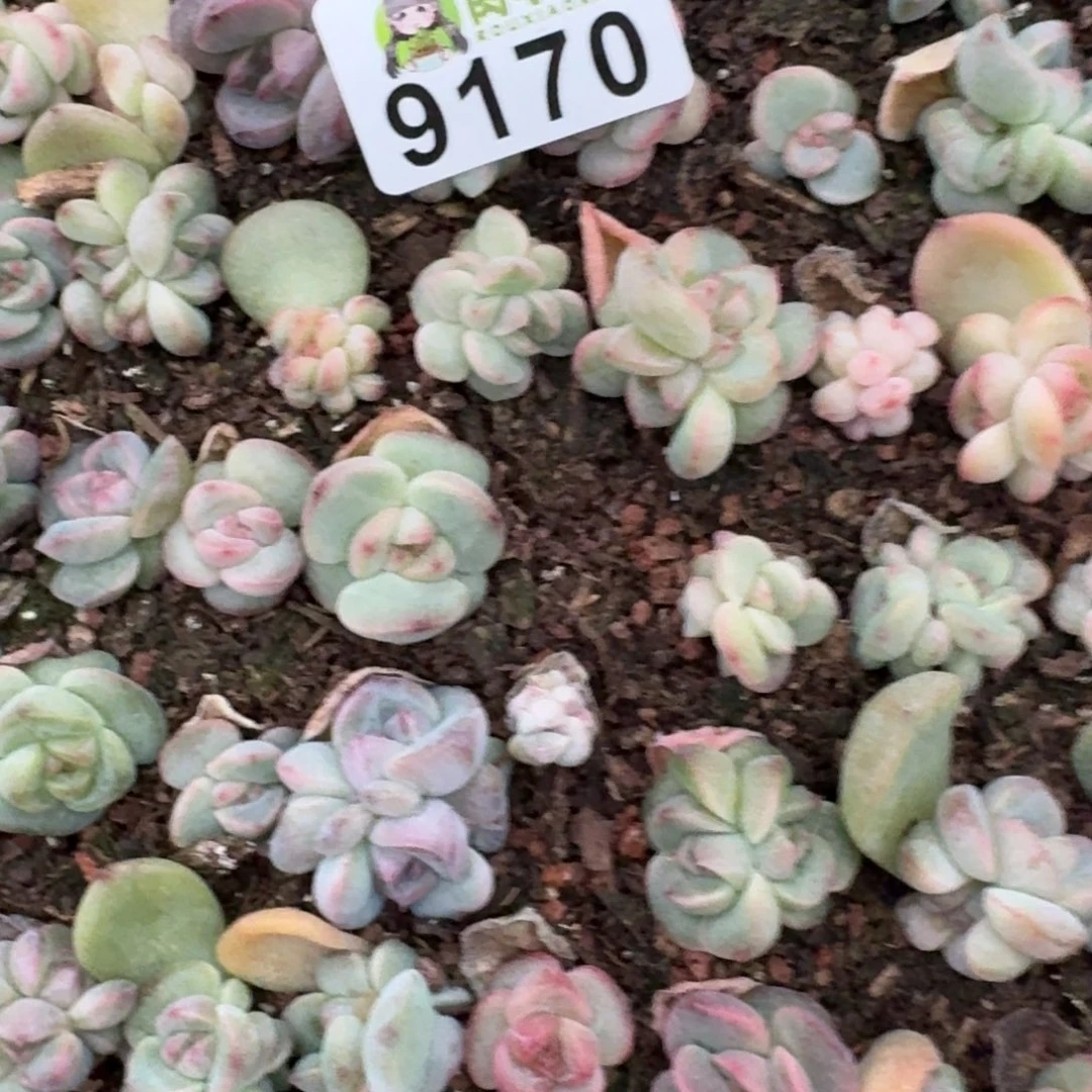 蜜***兔多肉植物多肉植物