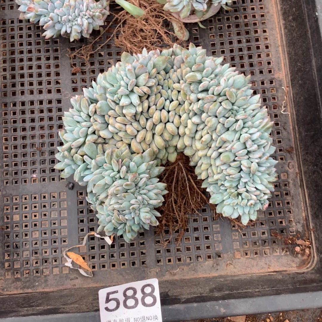 叮***灵588橙子缀化多肉植物