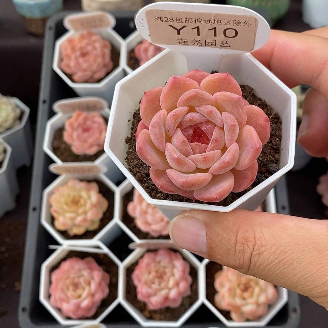 0110 粉魄单头 4.5cm