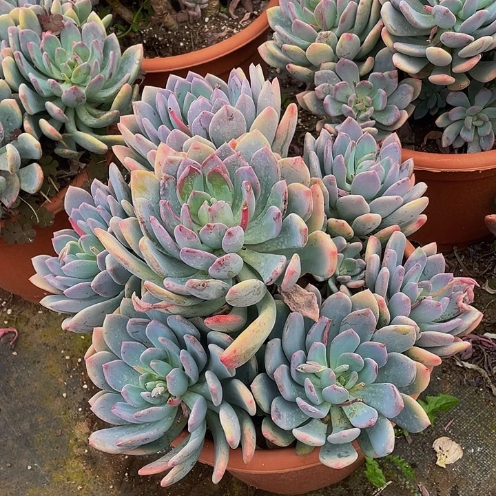 灰姑娘老桩多肉39.8