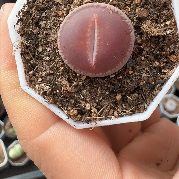 生石花11111。 51