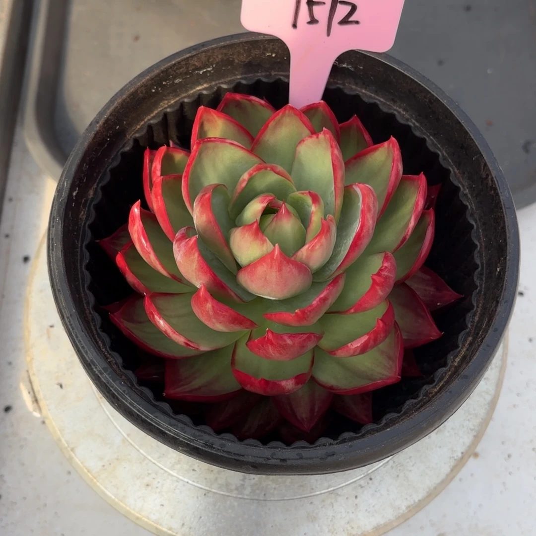多肉植物 惊鸿仙子1572