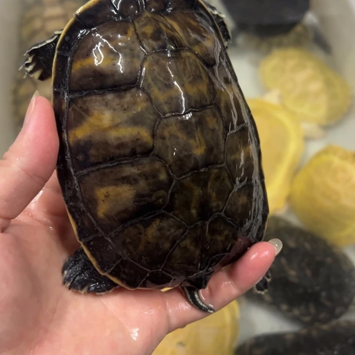 母绿毛龟13.5厘米火焰亚成