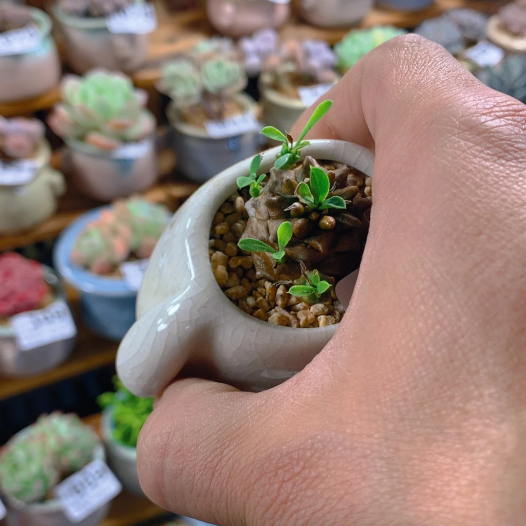 精控多肉植物小狗盆菠萝头