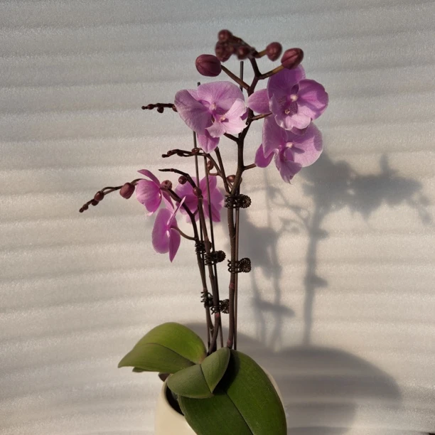 渟叙【禹城王子】3.0寸 带花带花苞发货 花卉阳台植物清新网红绿植