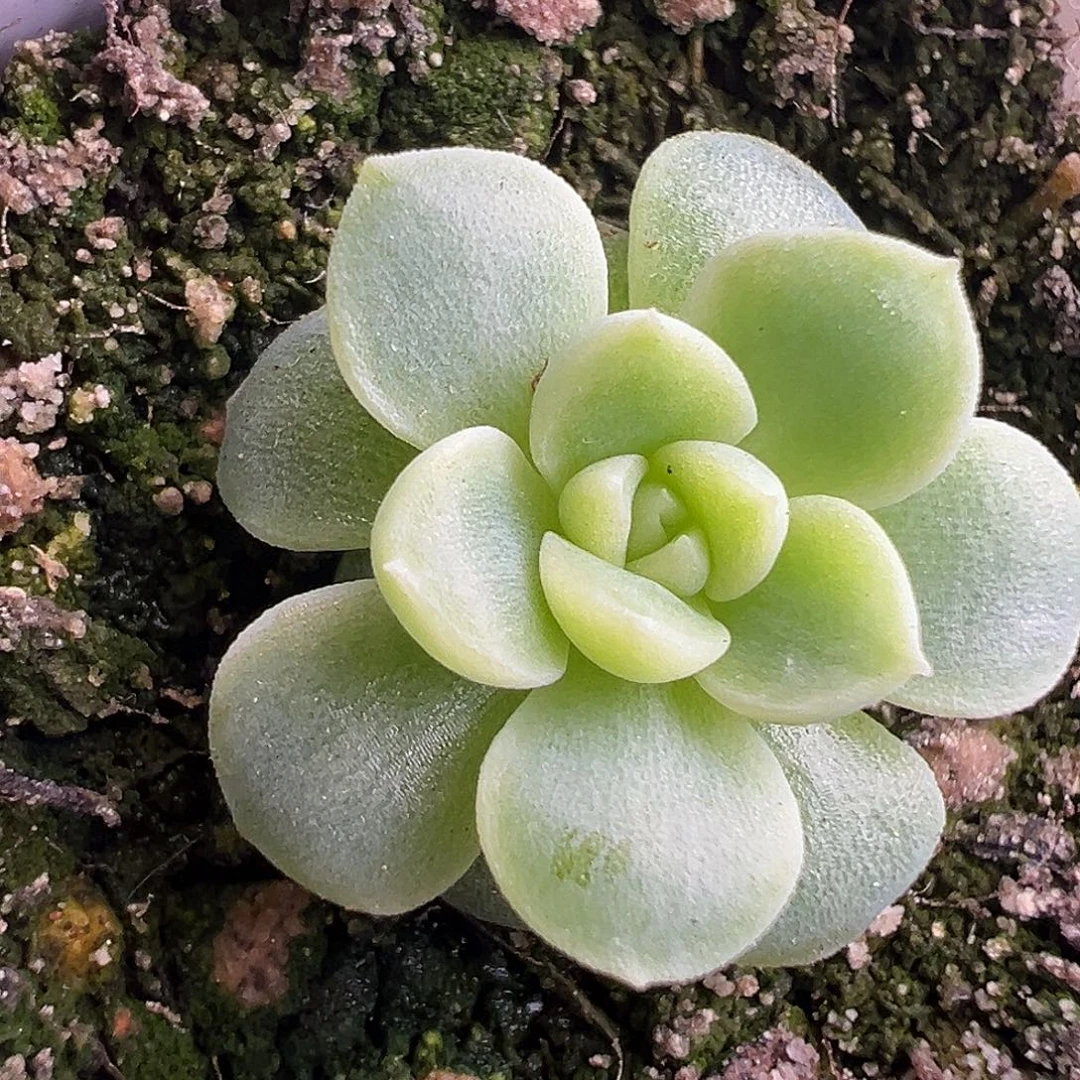 小***ฅ纸鸢甜心。