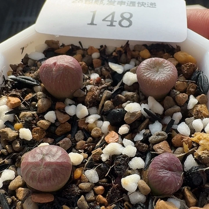 148 送奶杂4颗。肉锥。