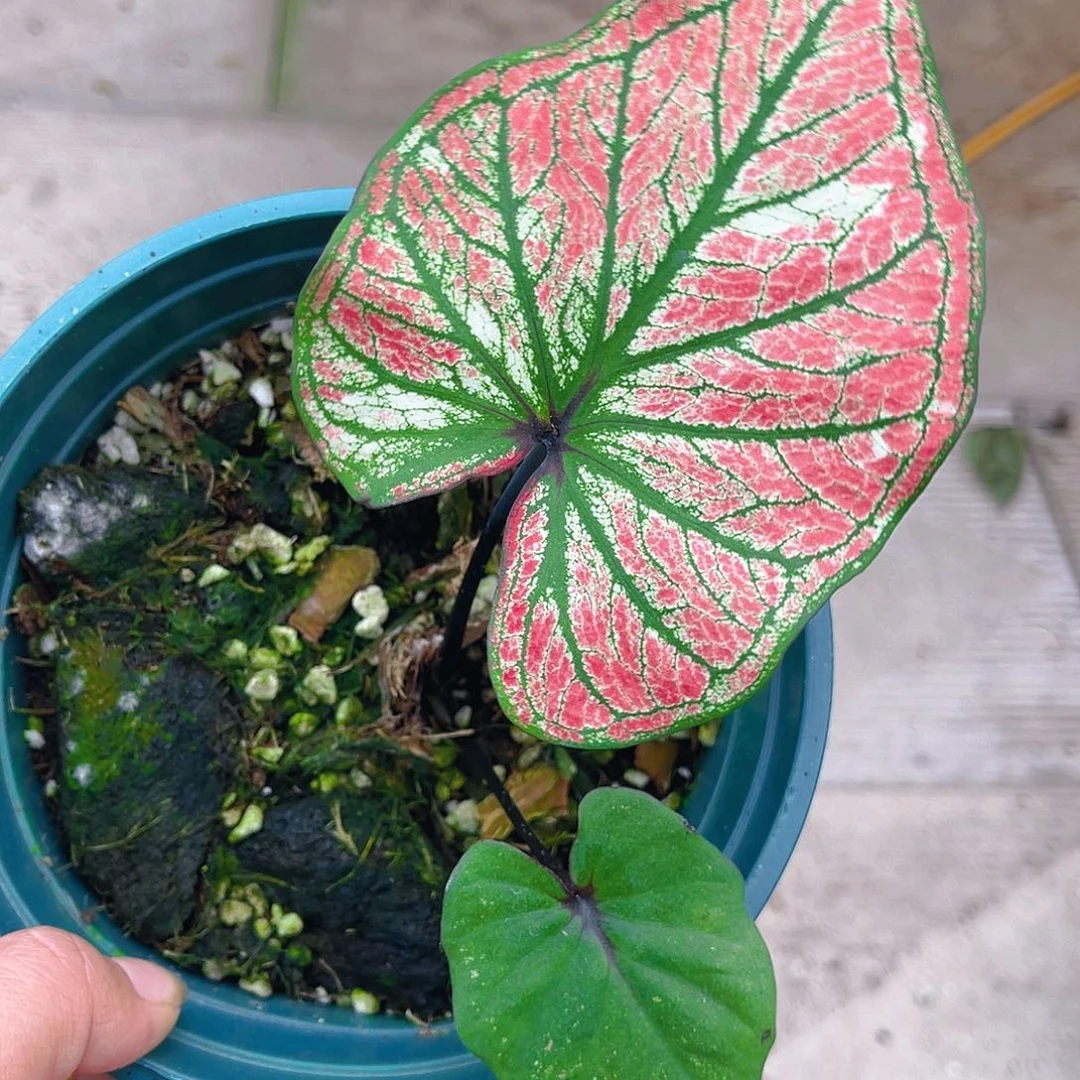 完全开放泰彩一物一拍2870