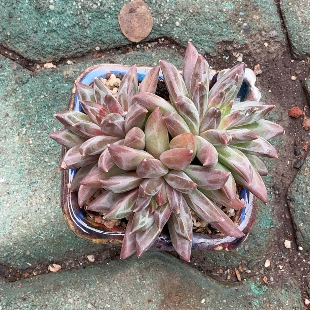 白***霜幻影美人不带盆炖肉