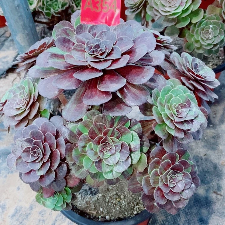 花月夜354多肉1111