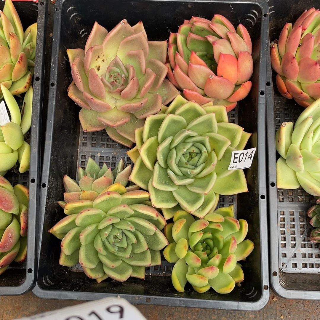 若如东云组拍E014