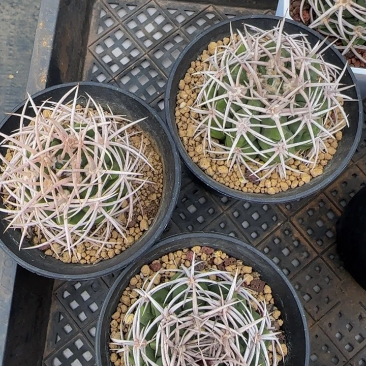 三颗精品碧颜大福利